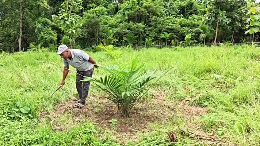 ভোজ্য তেল উৎপাদনে স্বনির্ভরতার পথে তেলিয়ামুড়া: ২২৫ হেক্টরে চাষ করছেন ২৫০ জন কৃষক, বাড়ছে আয়ের নতুন সম্ভাবনা