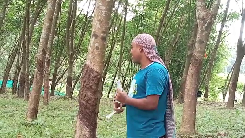 অজানা রোগের হানা রাবার বাগানে!কমে গিয়েছে উৎপাদন!!মিলছে না প্রযুক্তির সহায়তা বামুটিয়ার রাবার চাষিদের
