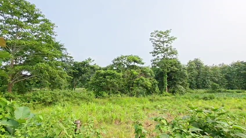 বন্য দাতালের হাতির দাপটে অতিষ্ঠ জনজীবন! ফসল-ঘরবাড়ি হারিয়ে সর্বস্বান্ত একাংশ!