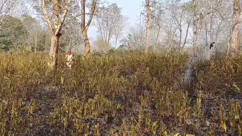 ধর্মনগরে রাবার বাগানে অগ্নিকাণ্ডের ঘটনা, তৎপরতায় বড় দুর্ঘটনা এড়াল দমকল ও স্থানীয়রা। 