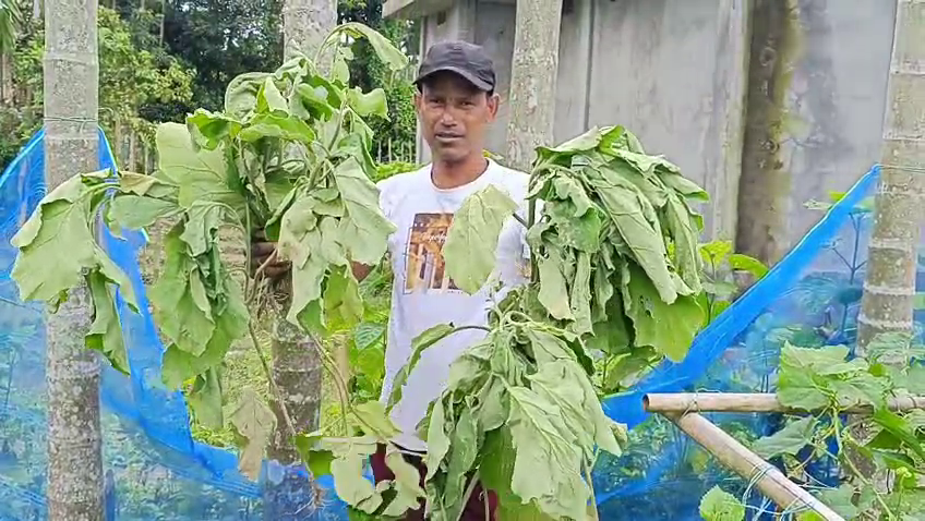 রাতের আঁধারে কৃষকের খেতে তাণ্ডব! উপড়ে ফেলা হলো ২০০ বেগুন গাছ, লক্ষাধিক টাকার ক্ষতির অভিযোগ