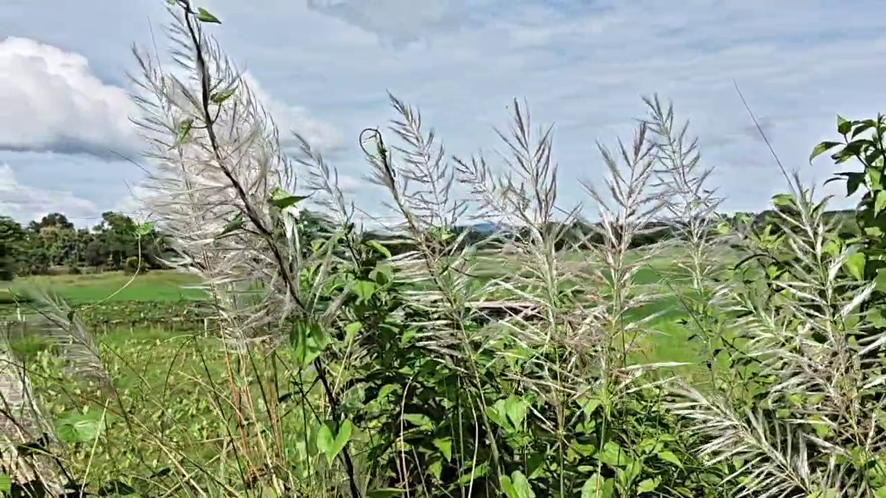 শিউলির সুবাস, নীল আকাশ আর কাশফুলের দোলায় বাঙ্গালির মনে দুর্গাপূজার আবাহন