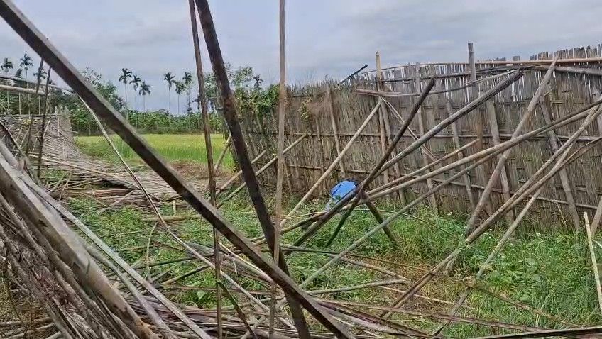 কালবৈশাখীর তাণ্ডবে বিধ্বস্ত সাব্রুমের পানবাগান, চাষিদের চোখে জল