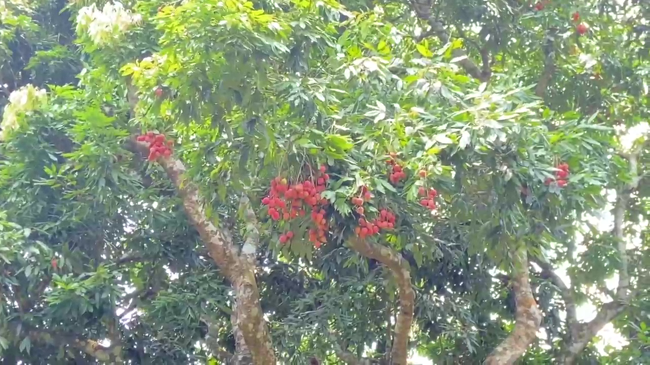 ফলনে ভাটা, তবুও বাজারে চাহিদা তুঙ্গে — চাকমাঘাট উত্তর গোকুলনগরের লিচু বাগানে হতাশ বিক্রেতারা!