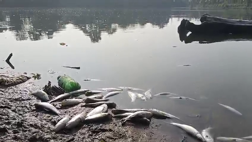 নানুয়া দিঘিতে রাতের অন্ধকারে বিষ প্রয়োগের অভিযোগ উঠেছে একদল দুষ্কৃতিকারীর বিরুদ্ধে