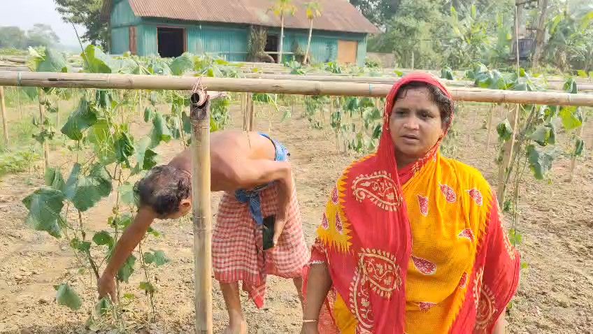 রাতের আধারে উদয়পুর খিলপাড়া এলাকায় এক কৃষকের ঝিঙ্গা ক্ষেত নষ্ট করে দিয়েছে দুষ্ট লোকেরা।           