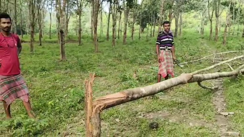 বন্য দাঁতাল হাতির দলের তাণ্ডবে বিপাকে পড়েছেন কৃষকরা 